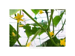 Сетка шпалерная для вьющихся растений PLANT NET 2х20м Bradas AS-CN08151720020