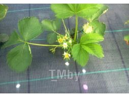 Укрывной материал ХозАгро Почвоукрывной 1.55x10м (12 колышков, черный)