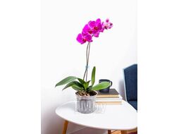 Вазон BOTANICA с боковыми прорезями для орхидей (прозрачный, 16x12.7см)