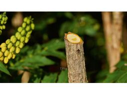 Секатор аккумуляторный EasyPrune BOSCH (06008B2100)