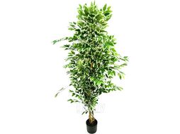 Искусственное растение GreenPark Дерево фикус Бенджамина пестрый / GP-037/170