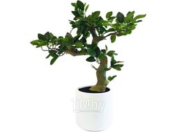 Искусственное растение GreenPark Бонсай фикус / GP-059/050