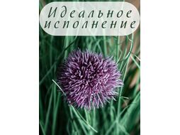 Искусственное растение Merry Bear Home Decor Микс трава-шнитт лук / KD4090-55-22