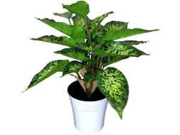 Искусственное растение ForGarden Диффенбахия GT-N715-842 в белом горшке / BN10855