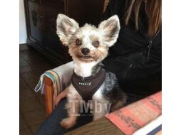 Шлея-жилетка для животных Puppia Soft Vest / PAHA-AH305-BR-S (коричневый)