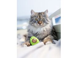 Игрушка для кошек Petstages Dental Авокадо с кошачьей мятой / 67840