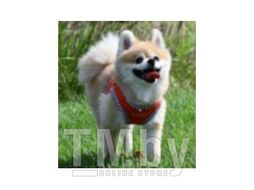 Шлея-жилетка для животных Puppia Naunet / PASA-HB1607-OR-XL (оранжевый)