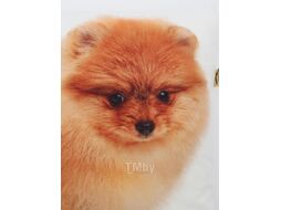 Подушка декоративная MATEX Fantasy Шпиц / 31-147 (молочный/оранжевый)