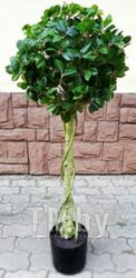 Искусственное растение ForGarden Дерево Chinese Ficus / FGN BF01703