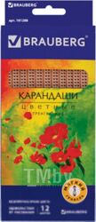 Набор цветных карандашей Brauberg Цветы / 181288 (12цв)