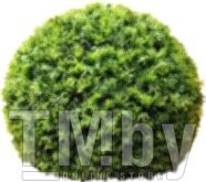 Искусственное растение Green Fly Самшит Крапива / С-15-23