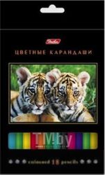 Набор цветных карандашей Hatber Дикий мир / BKc-18270 (18цв)